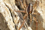 Wolf Spider (zh) (Lycosidae sp)